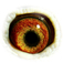 B2024154 17 Pelicana eye