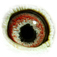 B6124005 18 Agneta eye