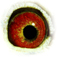 B6124010 18 OkidokiJr eye
