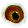 B6124019 18 Marta eye