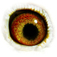 B6124033 18 Astrid eye