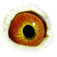 B6124102 18 SonTrikkie eye
