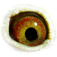 B6124126 18 Aurelie eye