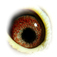 B6124128 18 Siska eye