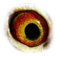 B6124133 18 SonSuperbreeder eye