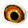 B6124215 18 SonSalbris eye