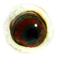 B6124216 18 Pataya eye