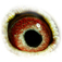 B6168973 17 Son010 eye