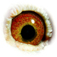 B6168977 17 SonSuperbreeder eye