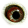 B6260556 17 BondGirl eye