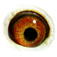 B6260621 17 Oyalele eye